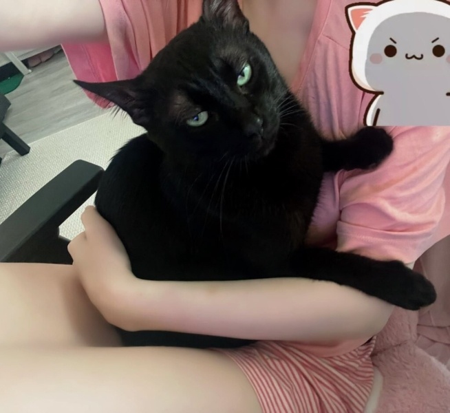 Tekir Kedi, Kedi ali osman fotoğrafı