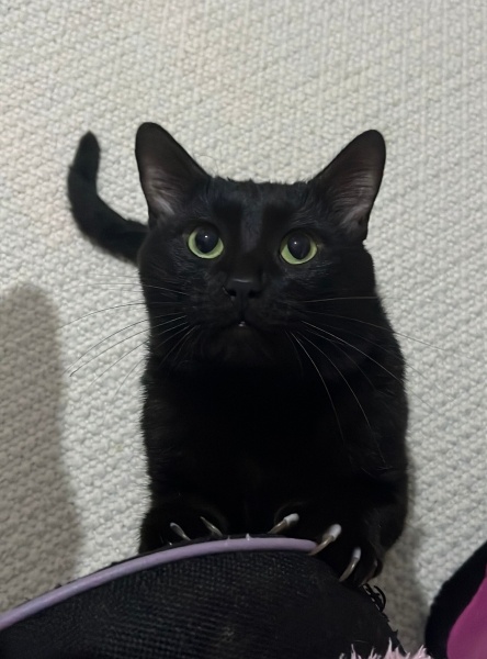 Tekir Kedi, Kedi ali osman fotoğrafı