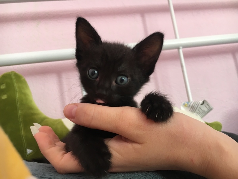 Tekir Kedi, Kedi ali osman fotoğrafı