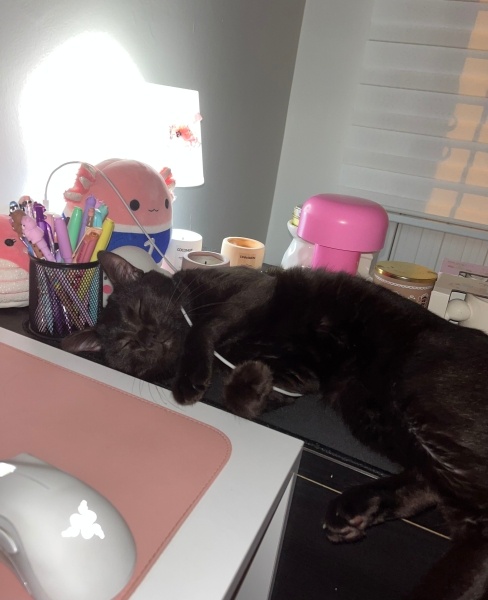 Tekir Kedi, Kedi ali osman fotoğrafı