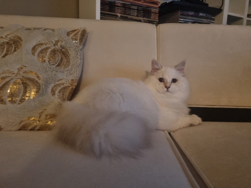 British Longhair, Kedi Malina fotoğrafı