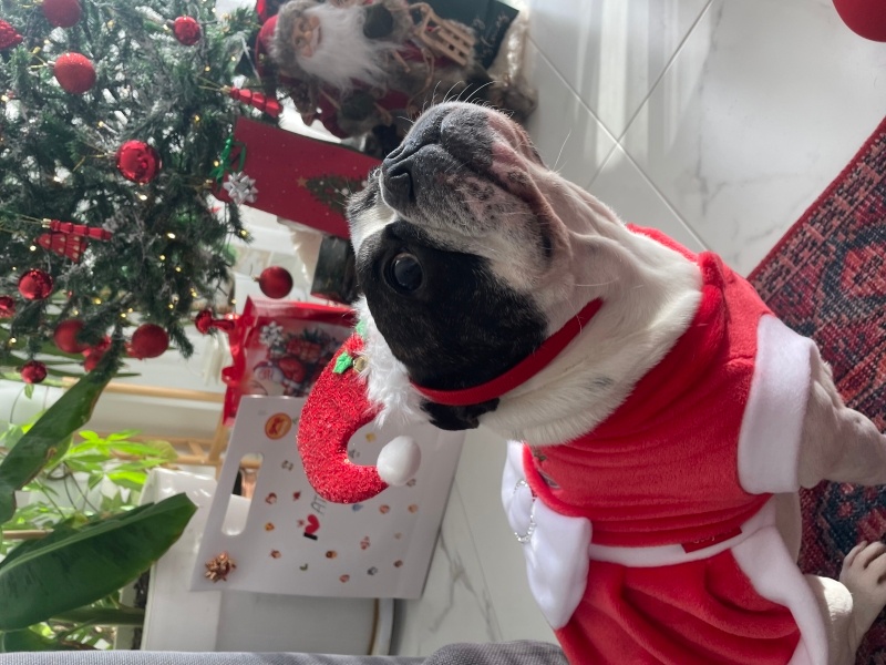 Fransız Bulldog, Köpek Ceku fotoğrafı