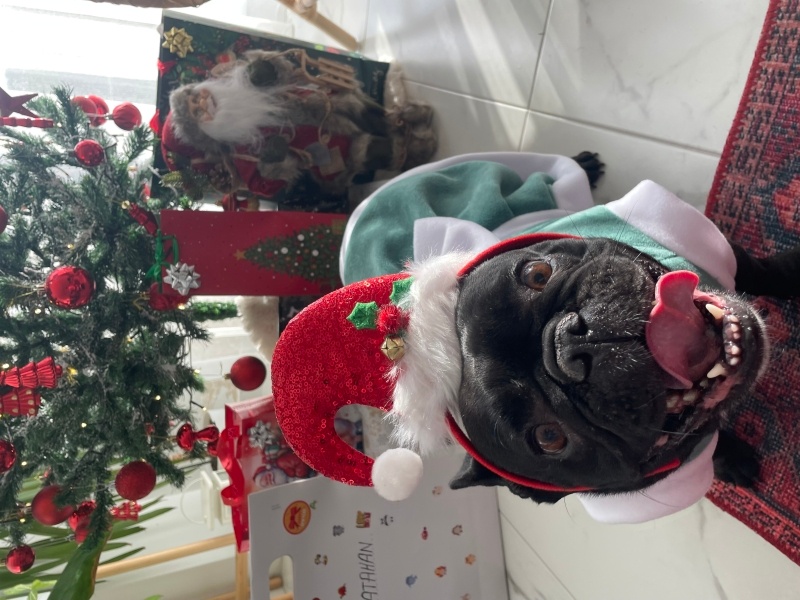 Fransız Bulldog, Köpek Rendroy fotoğrafı