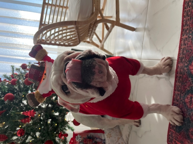 İngiliz Bulldog, Köpek Boris fotoğrafı