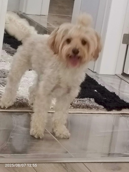 Poodle(Standart Kaniş), Köpek Mila fotoğrafı