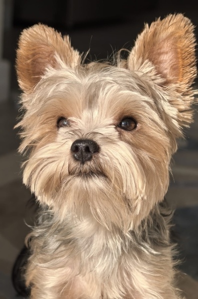 Yorkshire Terrier, Köpek Loki fotoğrafı