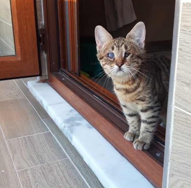 Tekir Kedi, Kedi Mia fotoğrafı