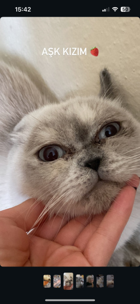 British Shorthair, Kedi Çilek fotoğrafı