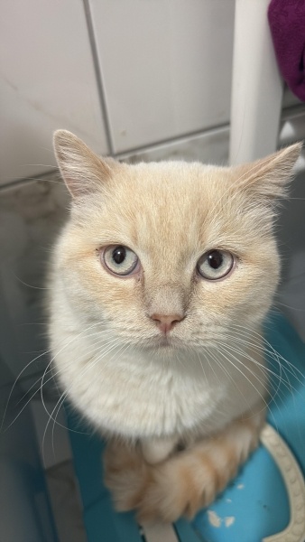 British Shorthair, Kedi Serseri fotoğrafı