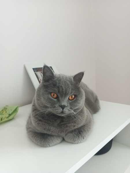 British Shorthair, Kedi Murky fotoğrafı