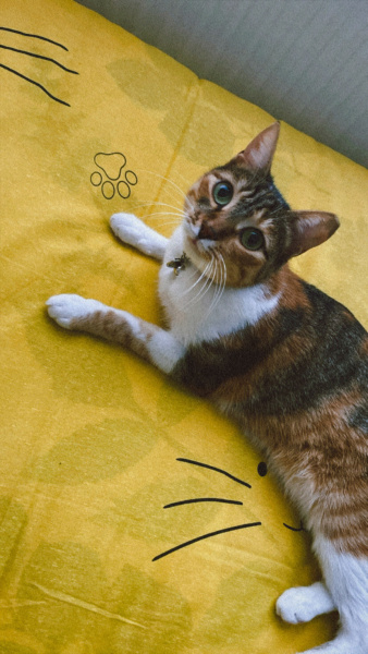 Tekir Kedi, Kedi gülçen fotoğrafı