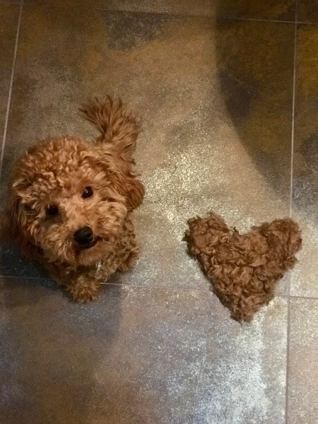 Poodle(Standart Kaniş), Köpek Mars fotoğrafı