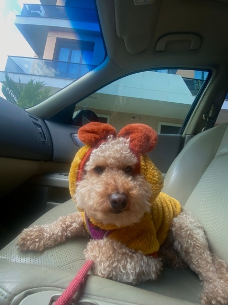 Poodle(Standart Kaniş), Köpek Mars fotoğrafı