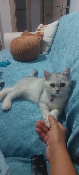 British Shorthair, Kedi Maci fotoğrafı