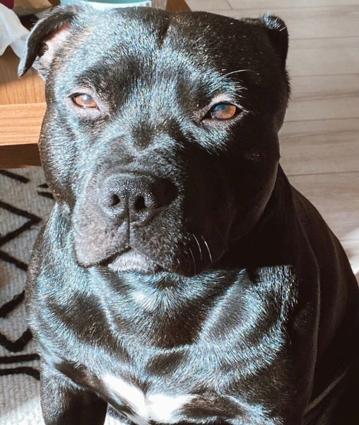Staffordshire Bull Terrier, Köpek Diago fotoğrafı