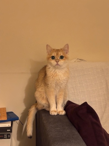 British Shorthair, Kedi pişi fotoğrafı