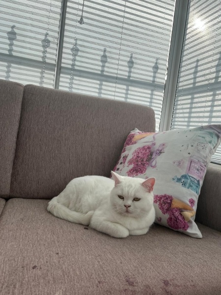 British Shorthair, Kedi Linda fotoğrafı