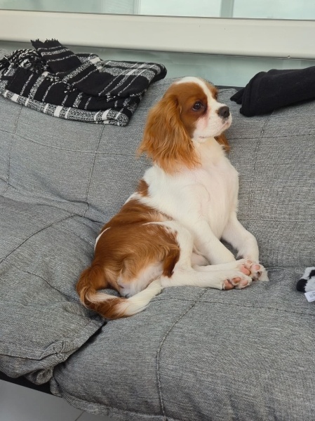 Cavalier King Charles Spanieli, Köpek Leo fotoğrafı