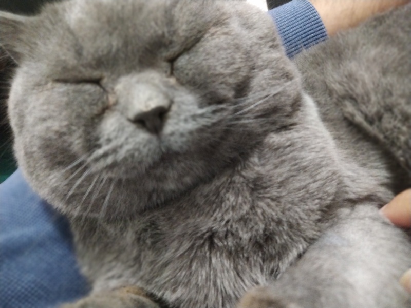 British Shorthair, Kedi Oggy fotoğrafı