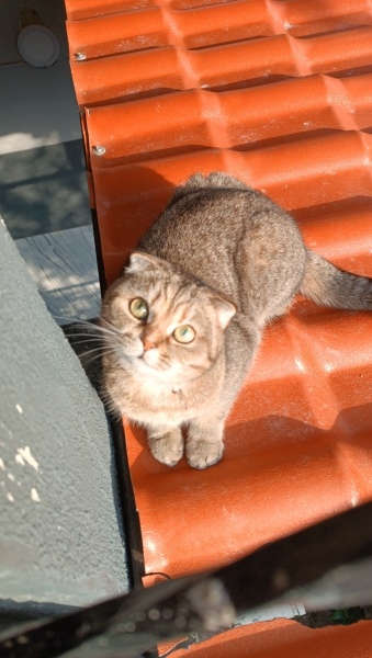 British Shorthair, Kedi Balkız fotoğrafı