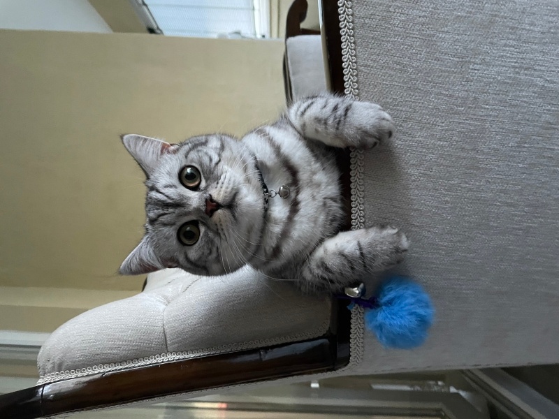 British Shorthair, Kedi Pablo fotoğrafı