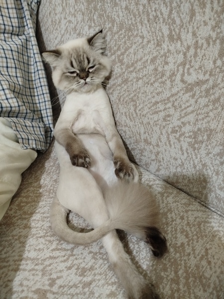 Scottish Fold, Kedi Bulut fotoğrafı
