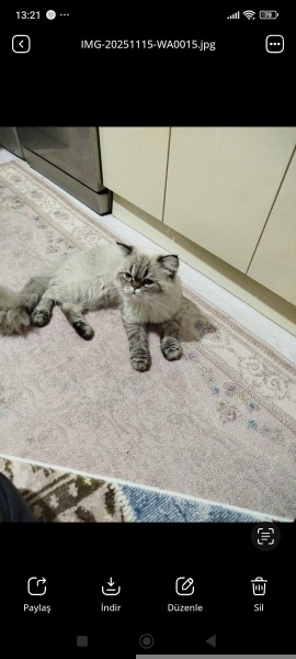 Scottish Fold, Kedi Bulut fotoğrafı