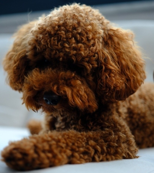 Poodle (Minyatür Kaniş), Köpek BOOZER fotoğrafı