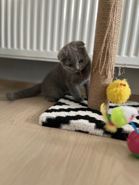 Scottish Fold, Kedi Duman fotoğrafı