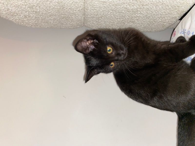 British Shorthair, Kedi Mocha fotoğrafı