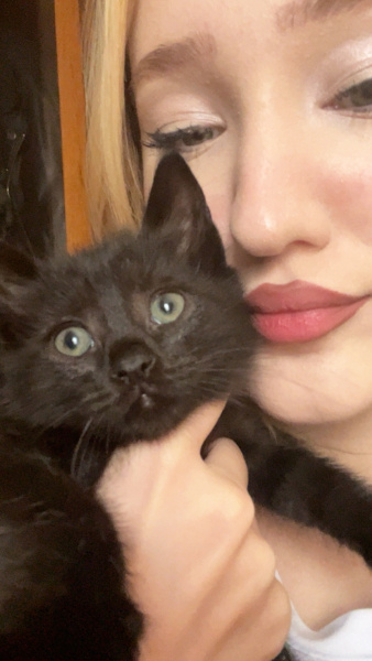 Savannah, Kedi gece fotoğrafı