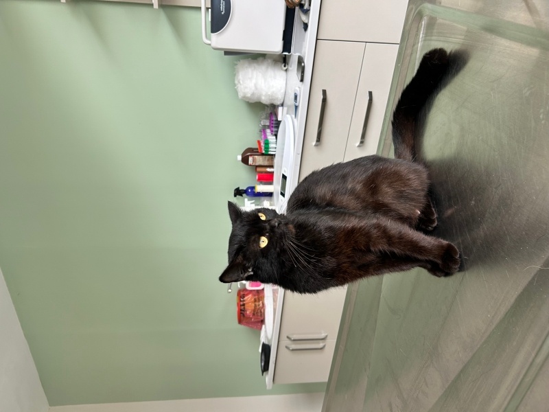 Bombay, Kedi Bihter fotoğrafı