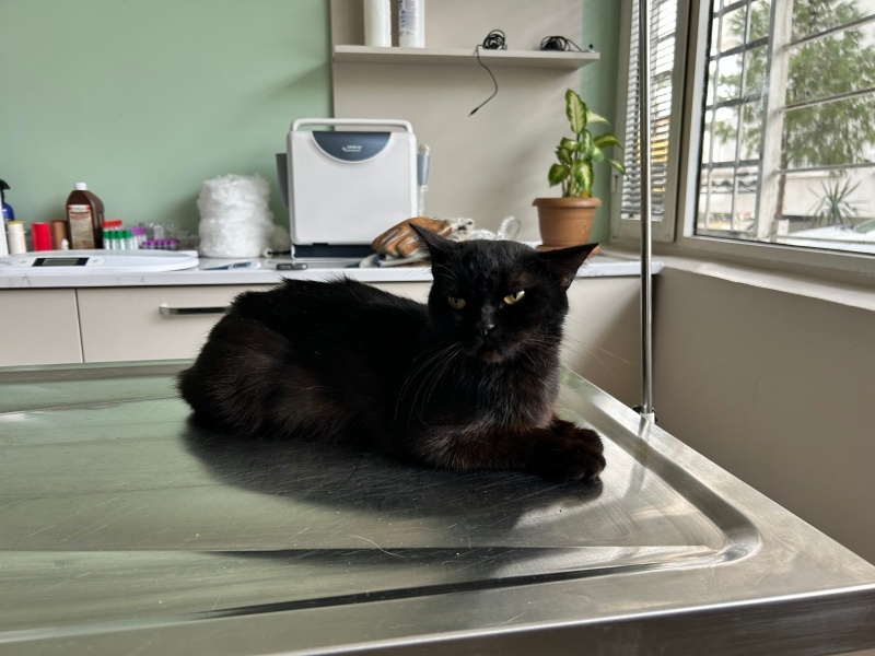 Bombay, Kedi Bihter fotoğrafı