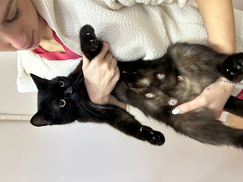 Bombay, Kedi Bihter fotoğrafı