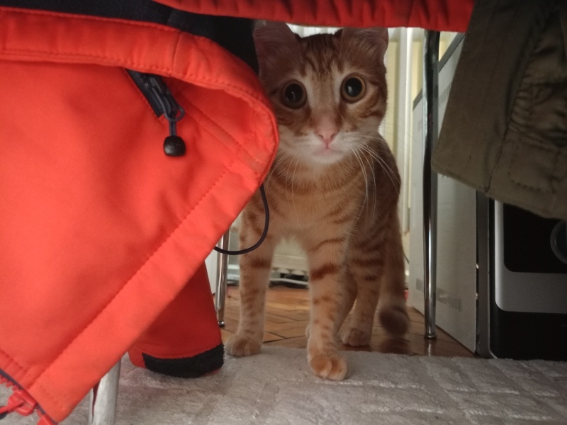 Sarman, Kedi İrma fotoğrafı