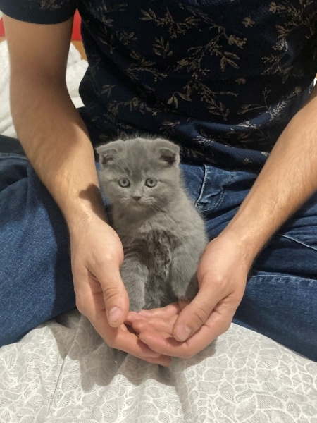 Scottish Fold, Kedi Lina fotoğrafı
