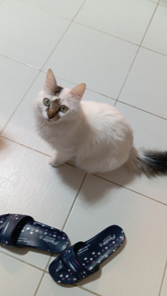 Tekir Kedi, Kedi Basri fotoğrafı