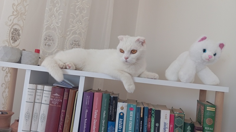 Scottish Fold, Kedi Pamuk fotoğrafı