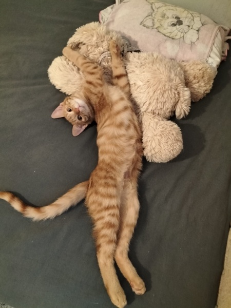 Sarman, Kedi Sarı Şeker fotoğrafı