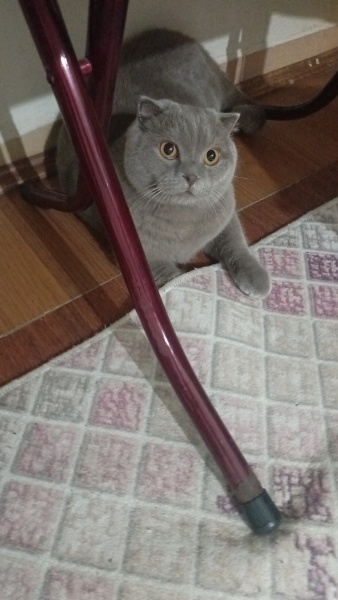 Scottish Fold, Kedi Yoda fotoğrafı