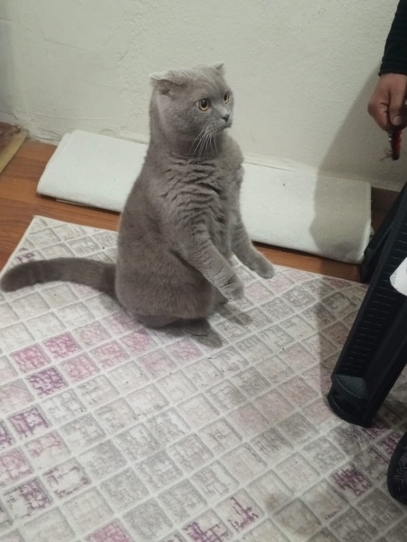 Scottish Fold, Kedi Yoda fotoğrafı