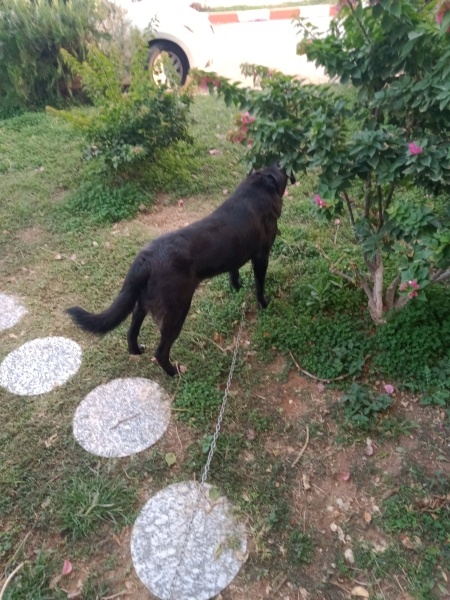 Labrador Retriever, Köpek Lusi fotoğrafı