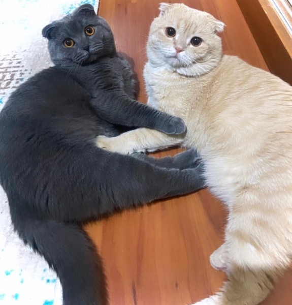 Scottish Fold, Kedi Fiko fotoğrafı