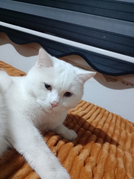 Brazilian Shorthair, Kedi Süslü fotoğrafı