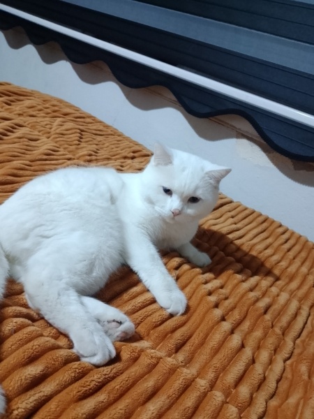 Brazilian Shorthair, Kedi Süslü fotoğrafı