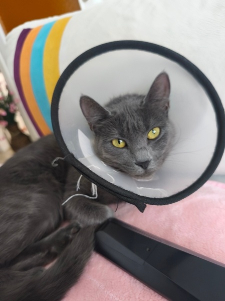 Mavi Rus, Kedi Duman fotoğrafı