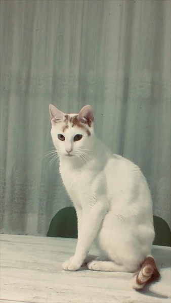 Tekir Kedi, Kedi Badem fotoğrafı