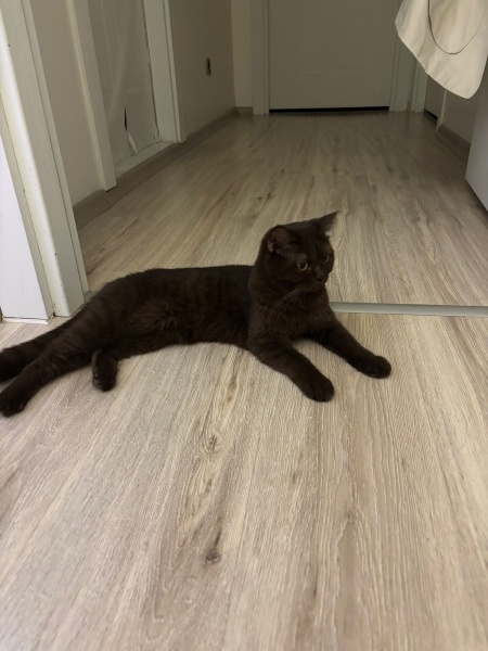 British Shorthair, Kedi Kahve fotoğrafı