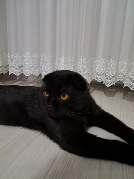 Scottish Fold, Kedi Yato fotoğrafı