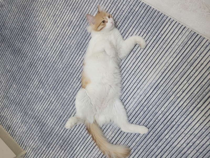 Sarman, Kedi Sütlaç fotoğrafı